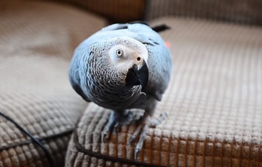 Burung kakatua tirukan suara alarm asap, rumah didatangi pemadam kebakaran