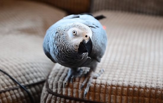 Burung kakatua tirukan suara alarm asap, rumah didatangi pemadam kebakaran