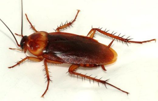 Anak kost order Go-Jek cuma buat usir kecoa masuk kamar