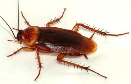 Anak kost order Go-Jek cuma buat usir kecoa masuk kamar