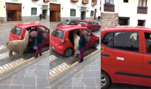 Video viral seekor alpaka naik taksi di Peru, nurut banget
