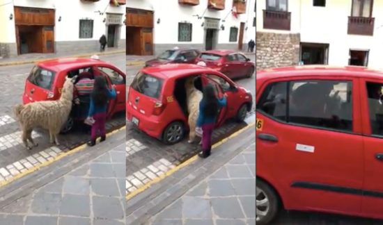 Video viral seekor alpaka naik taksi di Peru, nurut banget