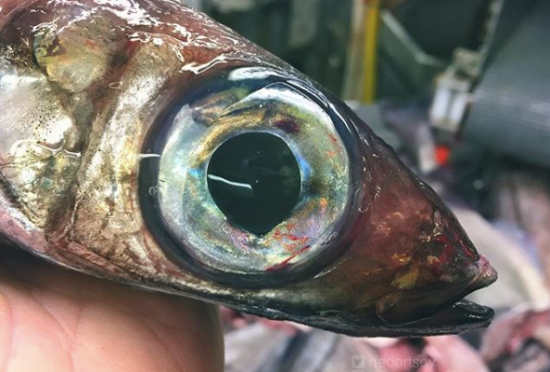 Seramnya makhluk-makhluk laut hasil tangkapan nelayan Rusia