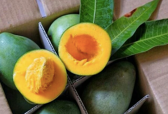 Konsumen protes mangga alpukat gak ada rasa alpukatnya