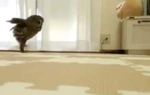 Netizen heboh, kaki burung hantu ternyata jenjang banget