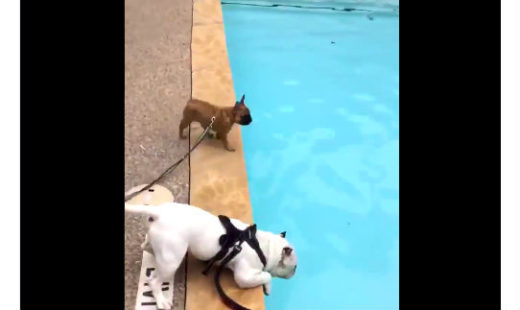 Video anak anjing bulldog nyebur kolam, tingkahnya bikin tepok jidat