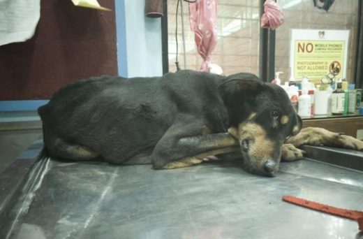 Anjing jantan mati diperkosa empat pria pecandu narkoba