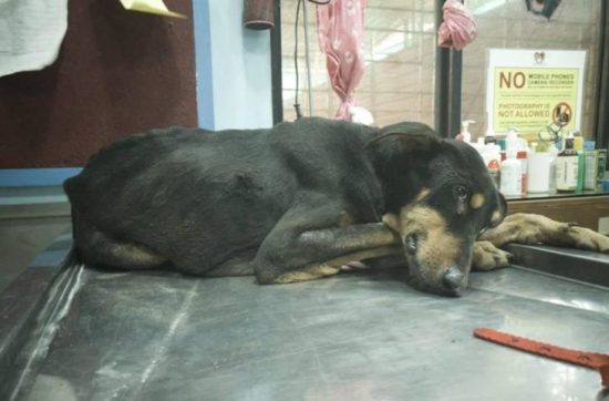 Anjing jantan mati diperkosa empat pria pecandu narkoba