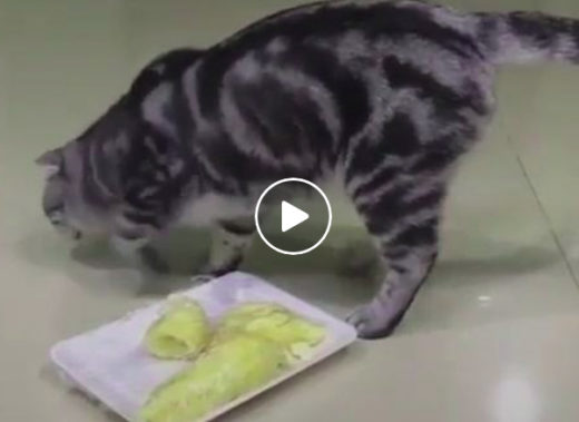 Video: Reaksi kocak kucing ketemu duren, dikira kotoran!