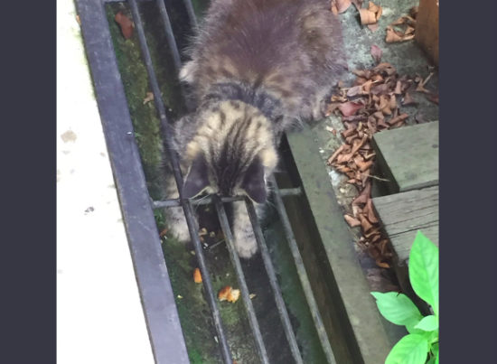 Viral banget, perjuangan kucing ambil nugget jatuh ke selokan
