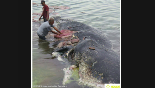 Paus mati di Wakatobi, ada sampah plastik 5,9 kg dalam perutnya